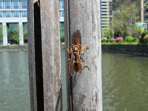 Polistes sp.